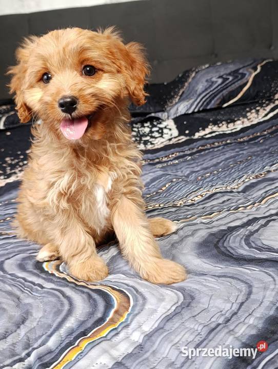 Cavapoo suczka Szczaworyż