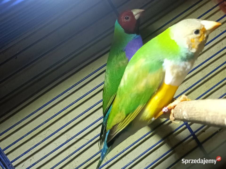 Sprzedam papugi z zdjęcia Pleszew sprzedam