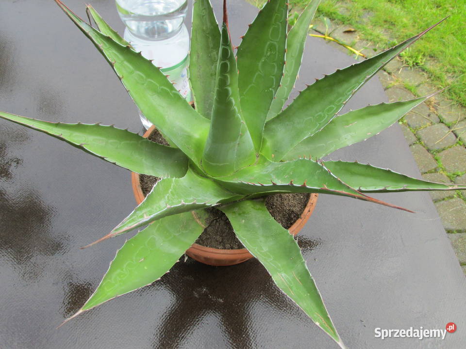 Kilkunastoletnia agawa górska agave montana Kraków