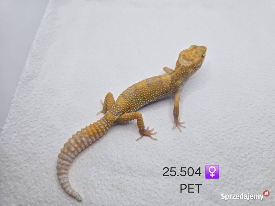 Gekon Lamparci Zawiercie