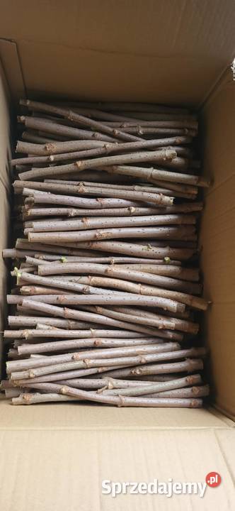 SZTOBRY CZARNEGO BZU SAMPO mazowieckie Zbuczyn