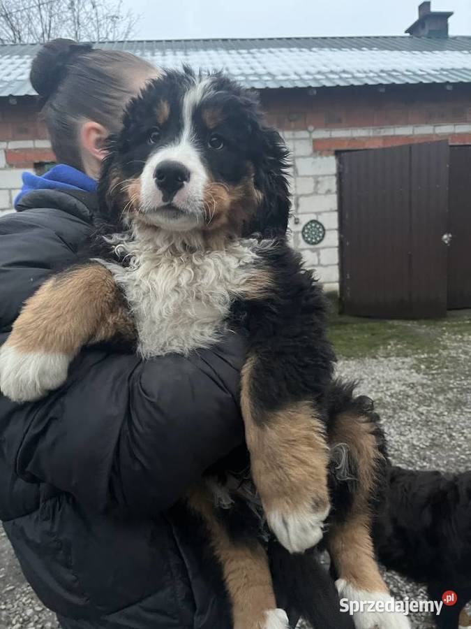 Berneński pies pasterski Biszkopt Jagodnik