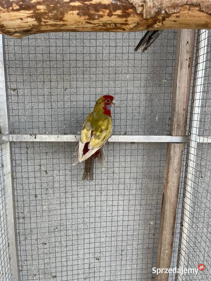 Rozelle królewskie 2025r