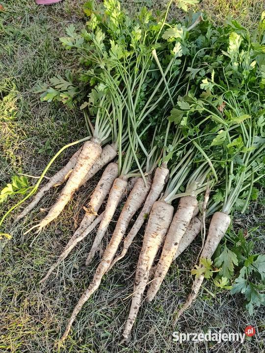 Sprzedam pietruszkę kujawsko-pomorskie Bilno sprzedam