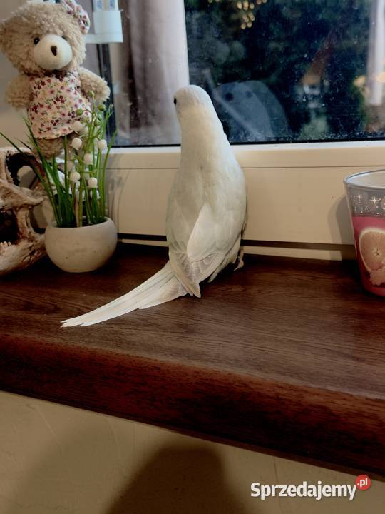 Aleksandretta parka ręcznie karmiona Zwierzęta śląskie Mikołów