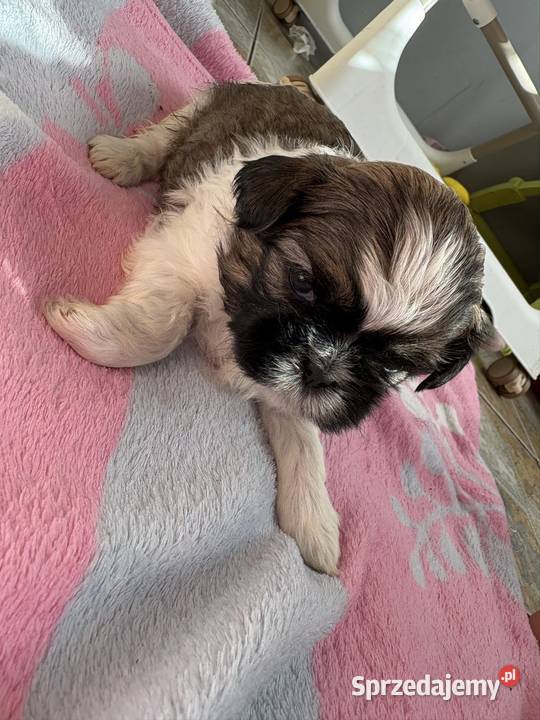 Suczka shih tzu Shih Tzu Zwierzęta Lekowo