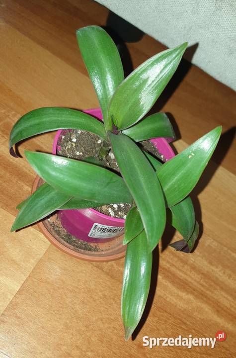 Trzykrotka reo meksykańskie 2 sadzonki w Warszawa