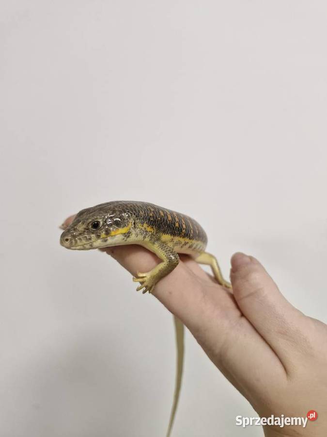 Scynk Berberyjski młode osobniki Oława