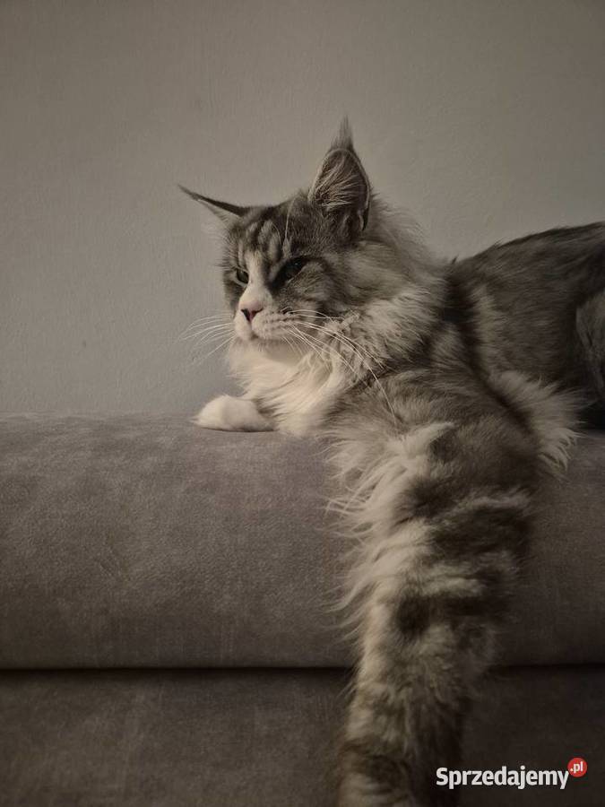 Maine coon kocurek kujawsko-pomorskie Mała Nieszawka