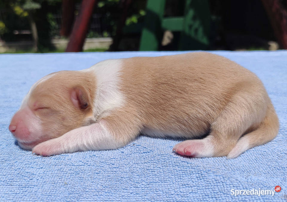 Kolorowe Border Collie blue eered czarnobiałe Iwonicz
