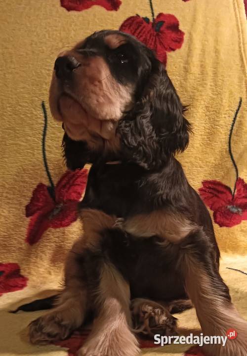 Szczeniak czarny podpalany Cocker spaniel ang Gdynia