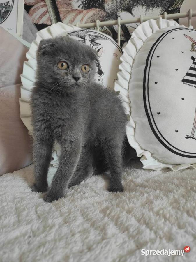 Kot Scottish Foldszkocki zwisłouchy Kotek do Jarosław