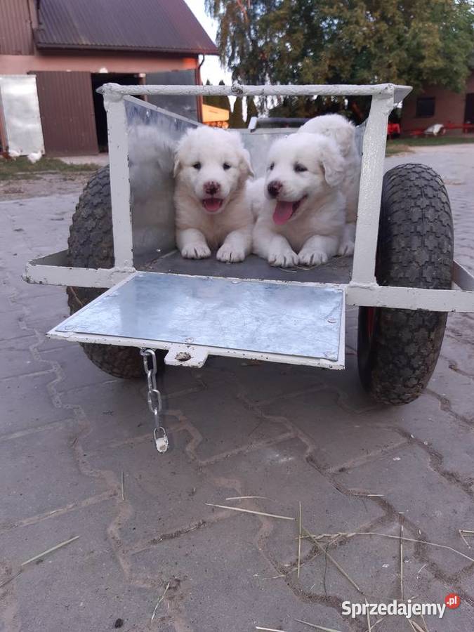 Owczarki Podhalańskie Owczrek Podhalański Turobin sprzedam