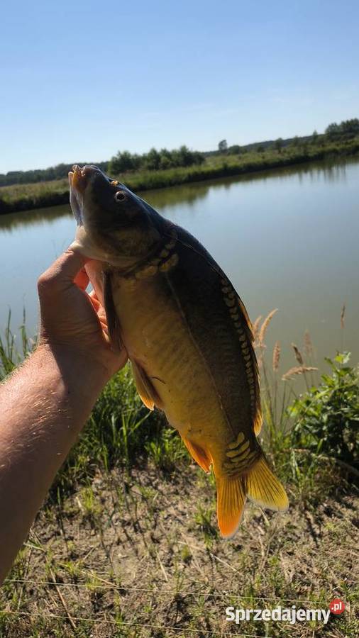 Ryba karp kroczek lubelskie Włodawa