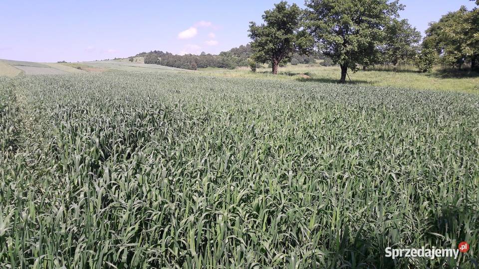 Pszenica jara przewódka centrali nasiennej Zboża sprzedam