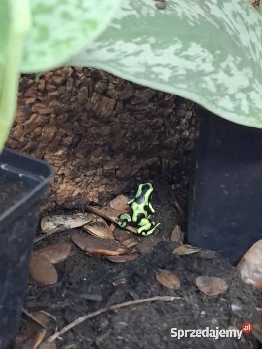 Drzewołaz złocisty Dendrobates auratus małopolskie Kraków