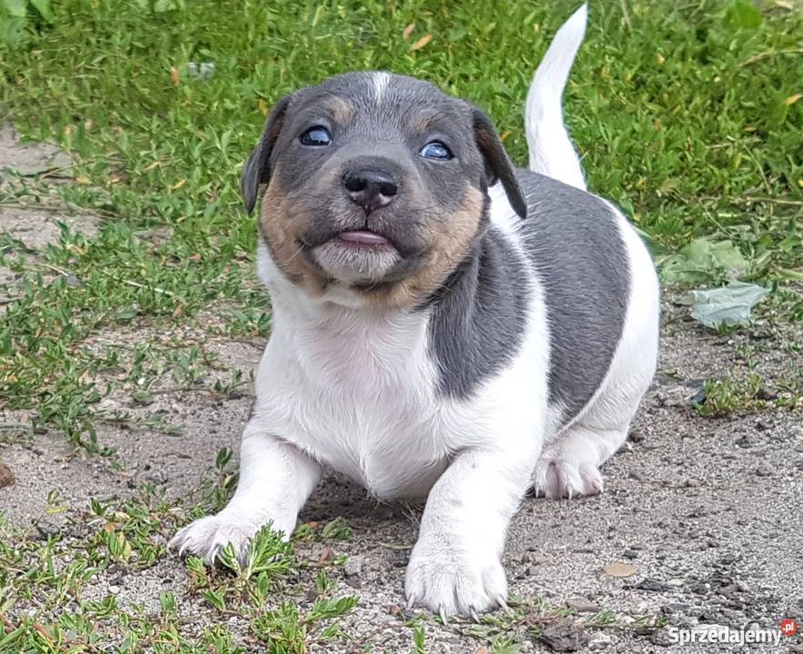 Szczeniaki Jack Russel Terrier śląskie sprzedam