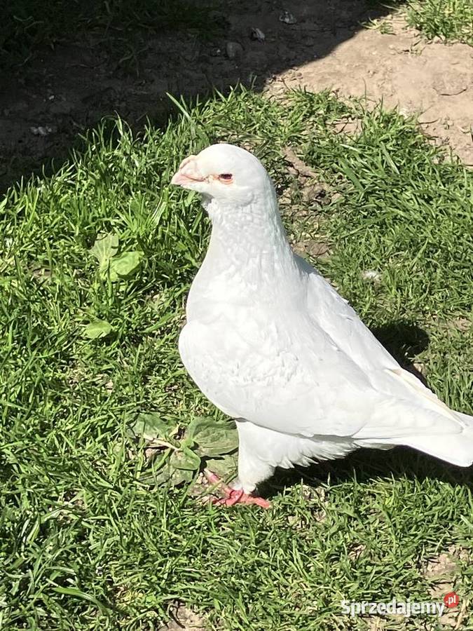 Sprzedam gołębie ozdobne Ptaki
