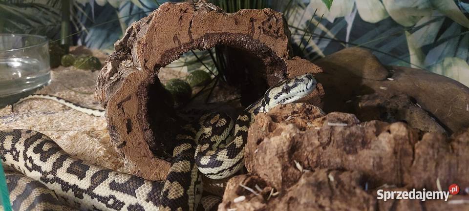 Morelia spilota Tychy