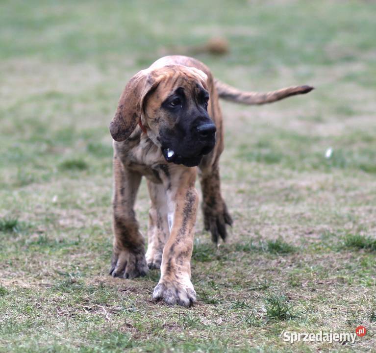 Szczeniaki Dog Niemiecki