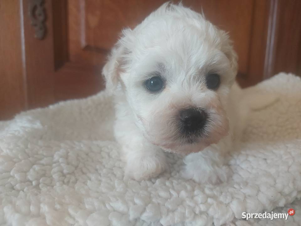 Bichon frise Fci Toszek