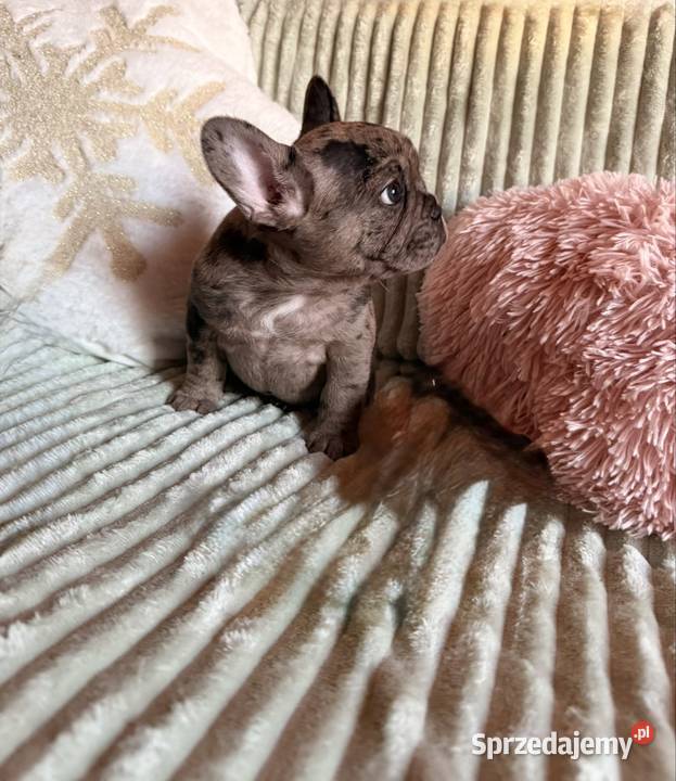 Buldog francuski śląskie Częstochowa sprzedam