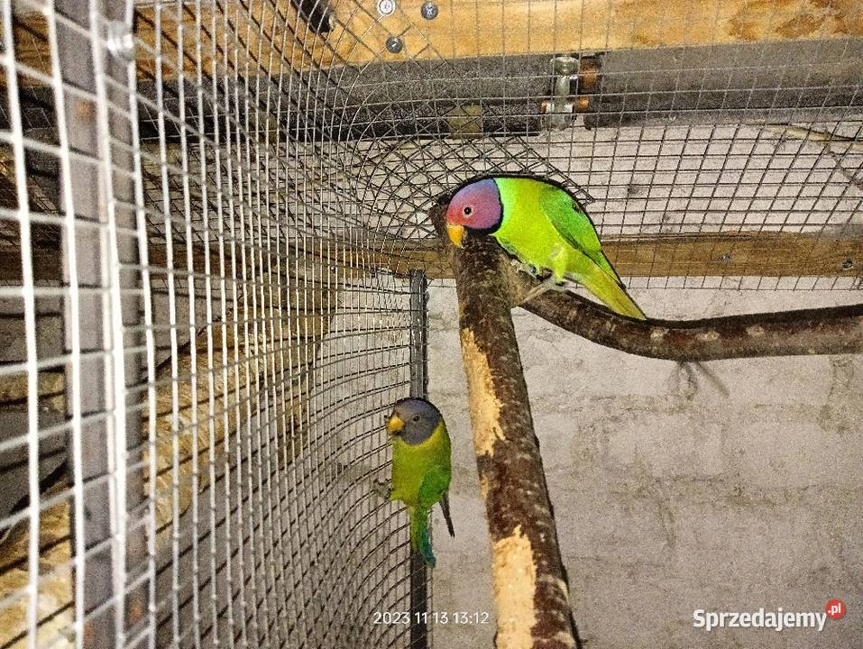 aleksandretty faliste zeberki golabkil sprzedam