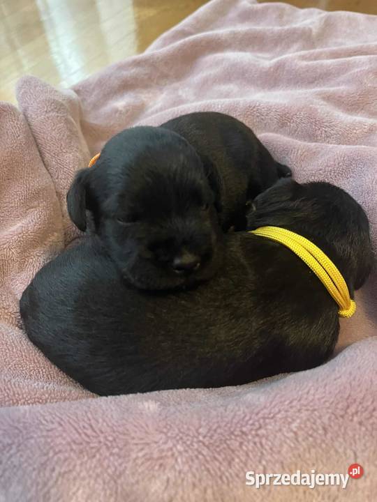 Sznaucer miniaturowy czarny Zwierzęta Legionowo