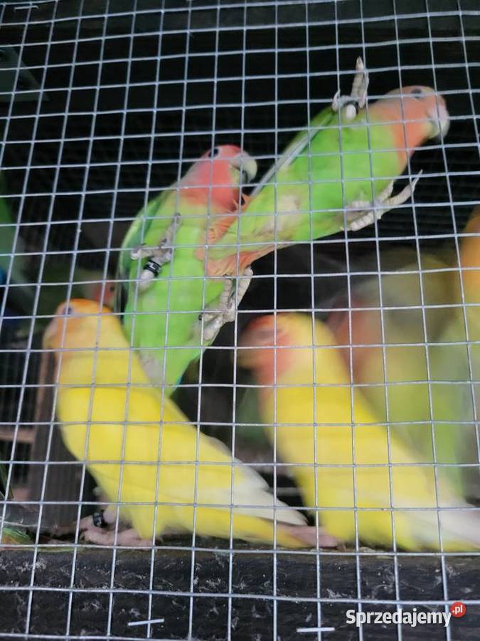 Papugi nierozłączki Wrocław