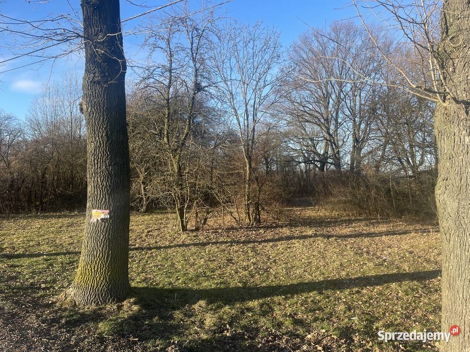 Działka budowlana z pięknym starodrzewiem Elżbietów