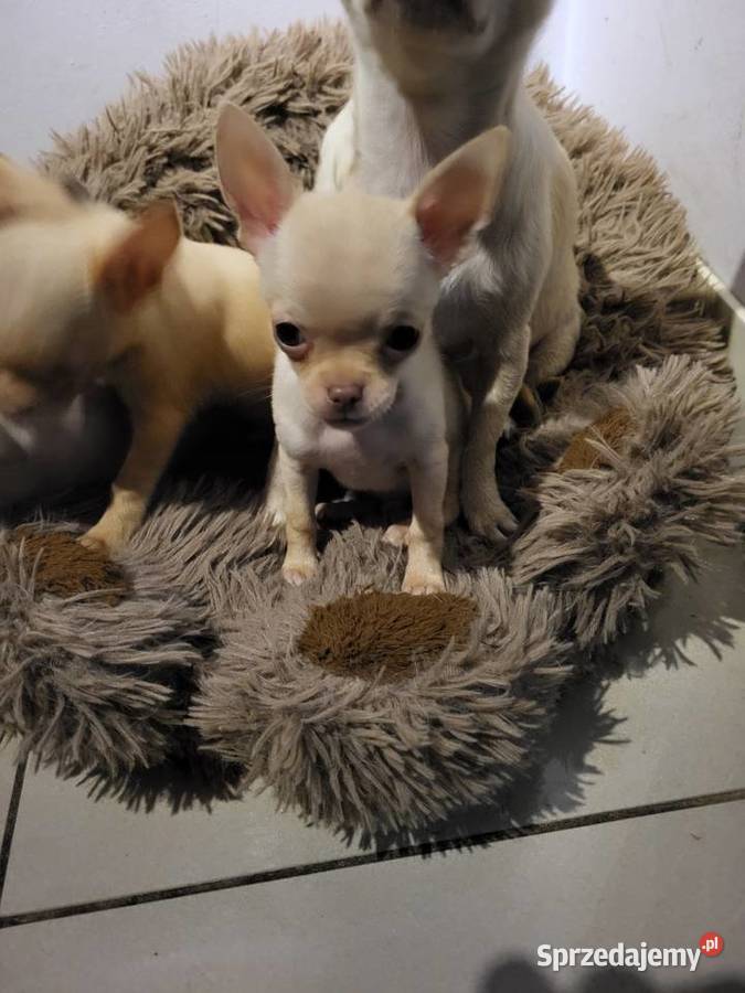 chihuahua kujawsko-pomorskie Grudziądz sprzedam