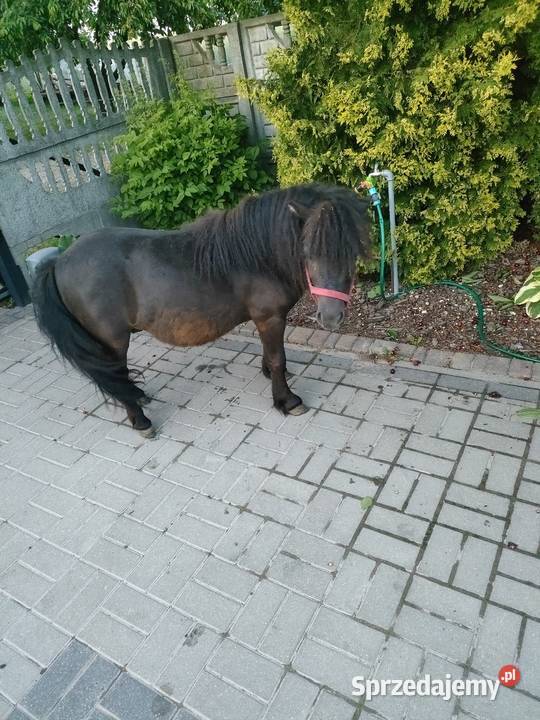 Sprzedam kuce szetlandzkie łódzkie Brzeziny