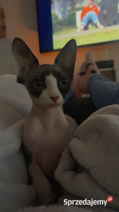 Piękna kotka sfinks do odbioru Łódź