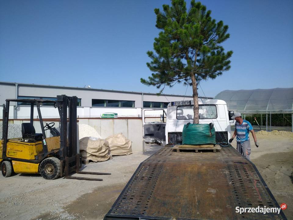 Sosna czarna 38m w donicy 450l łódzkie Skierniewice