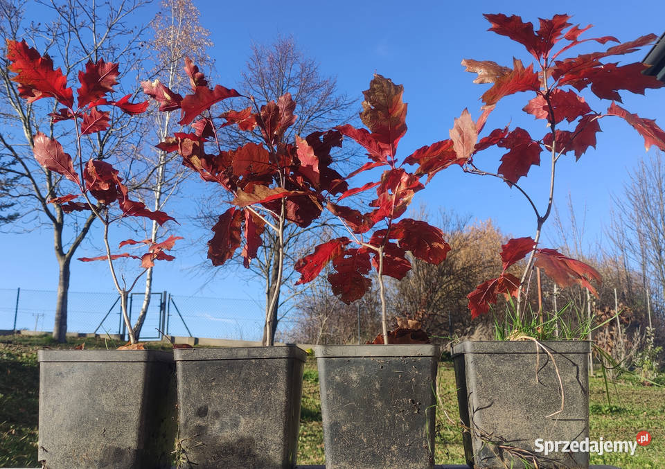 Sadzonki w doniczkach dąb czerwony Quercus rubra Iwonicz