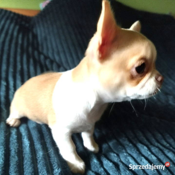 Chihuahua sunia krótkowłosa mini Chihuahua Konin sprzedam