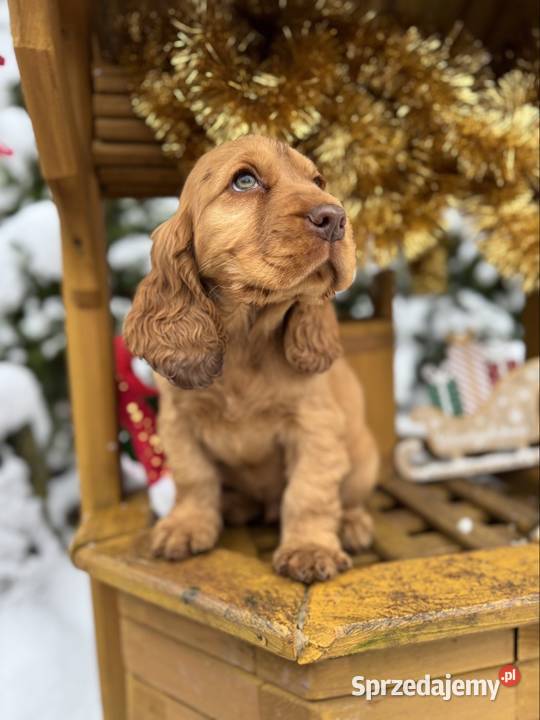 Wyjątkowy piesek Cocker Spaniel Angielski złoty Kielce sprzedam