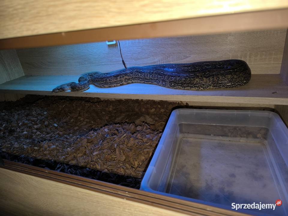 Boa cesarski samica Lubliniec