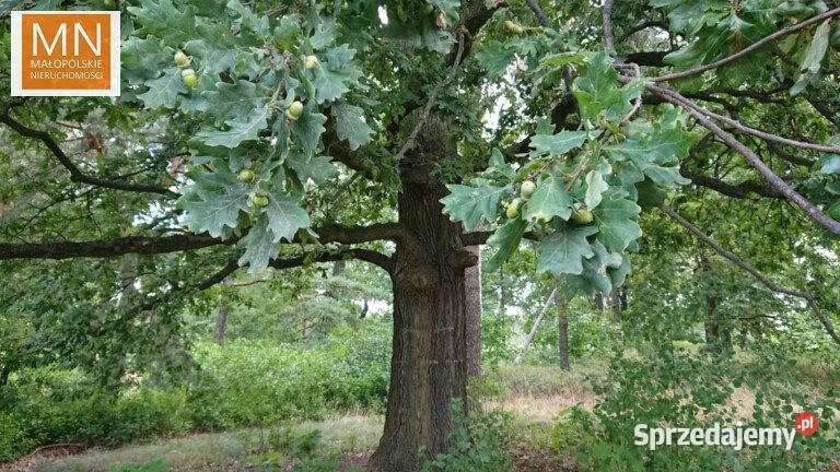 Sprzedaż działki Borzęcin 28900m2 małopolskie