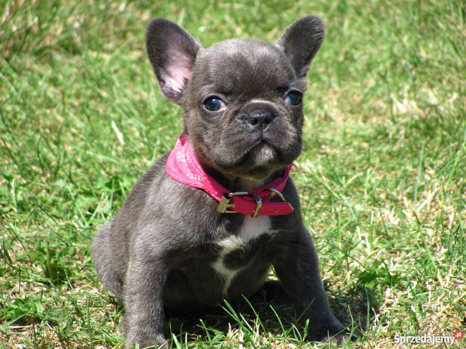 Buldog Francuski buldożki blue błękitne