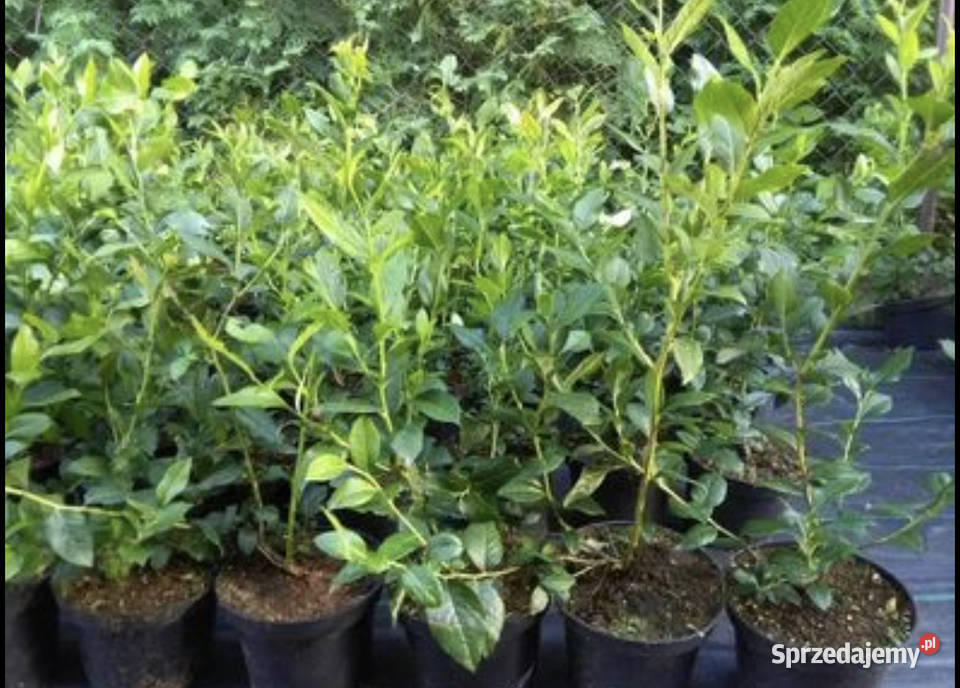 Borówka Amerykańska Duke Bluecrop Telefon Dębica