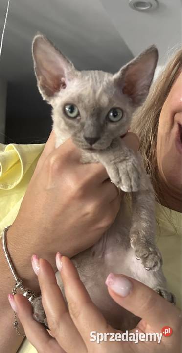 Kociaki Devon rex dolnośląskie sprzedam