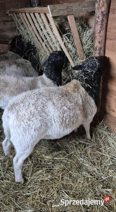 Baranek Dorper Kastrat Owce Baran Cekcyn sprzedam