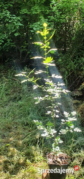 Kolczasty i tani żywopłot obronny Crataegus Wisznice sprzedam