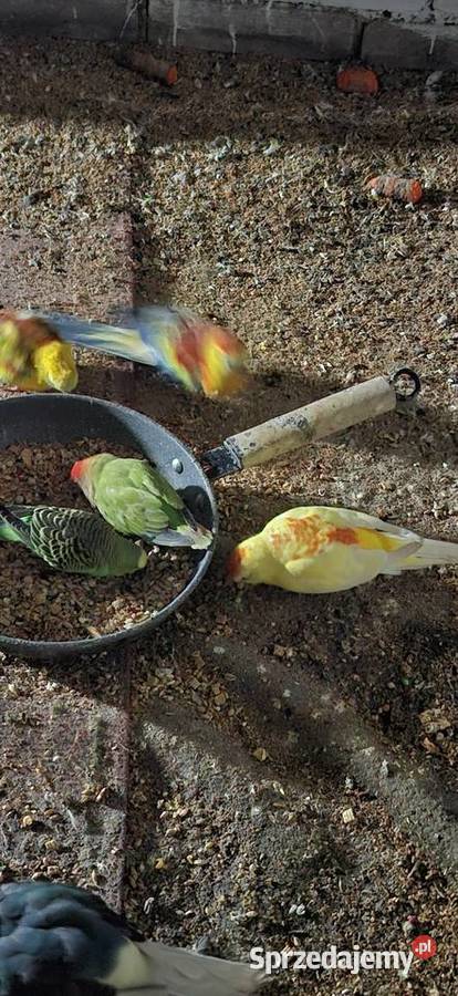 Swiergotki legowe Ptaki Szlichtyngowa