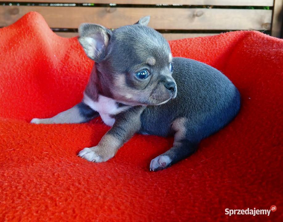 Piękne suczki chihuahua