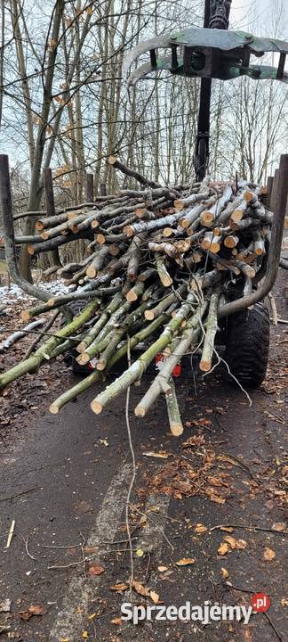 Galeziowka Brzozowa debowa Katowice