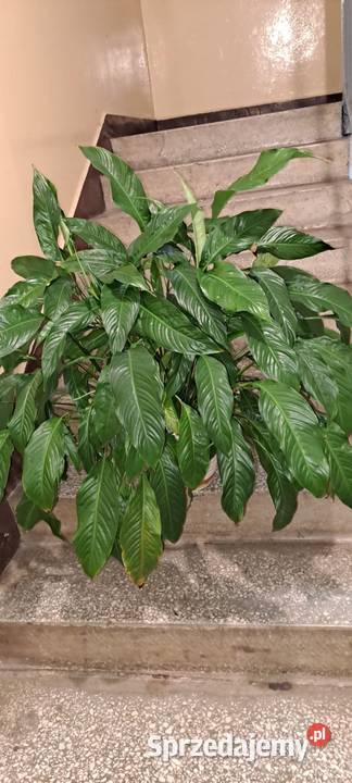 Skrzydłokwiat Lublin