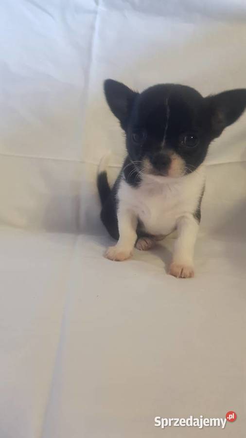 Suczka rasy Chihuahua mazowieckie Płońsk