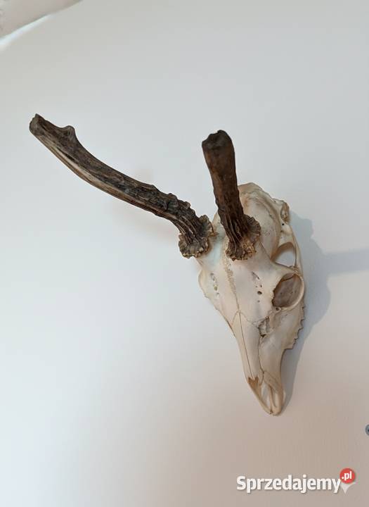 Trofeum myśliwskie Proszowice